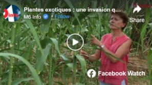 Plantes exotiques : une invasion qui a du bon